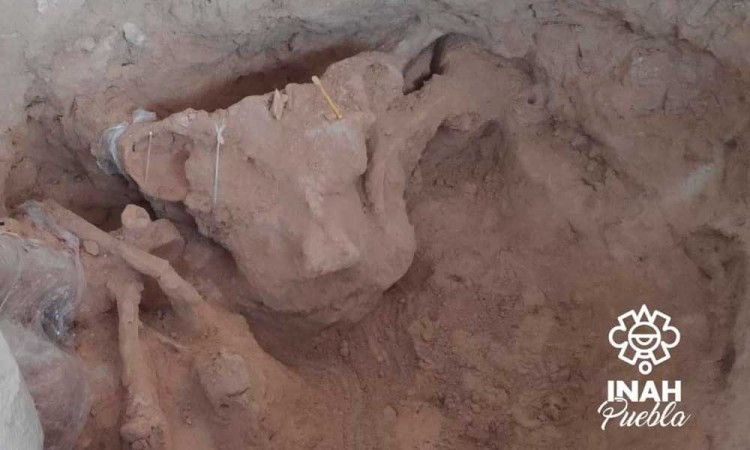 Encuentran restos de mamut en un panteón al oriente del estado de Puebla