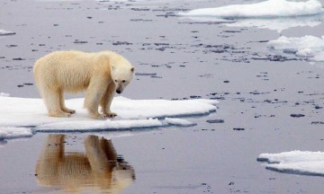 Cambio climático: la ONU confirma récord de calor en el Ártico de 38ºC
