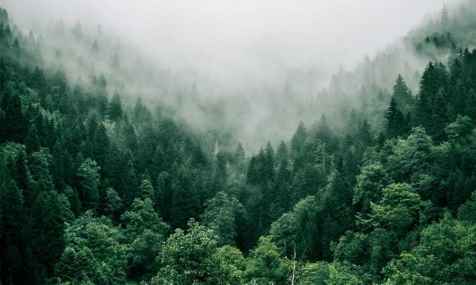 Estiman que existen más de 9 mil árboles por descubrir
