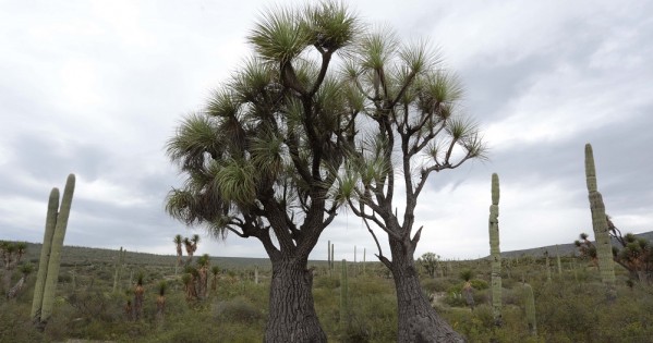 Hoy es el Día de la Tierra: conoce sus orígenes