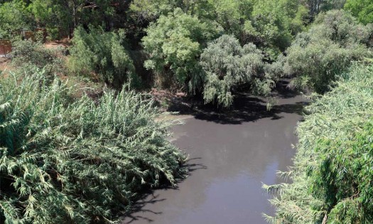 ¿Por qué se celebra el Día Mundial del Medio Ambiente?