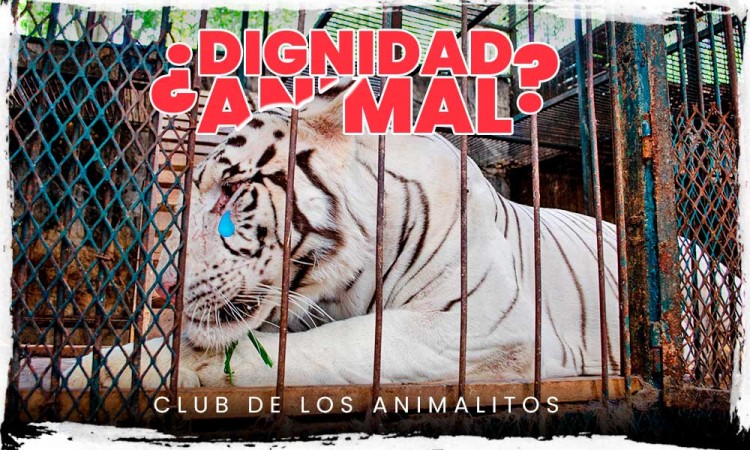 El Club de los animalitos ¿dignidad animal o negocio personal? 