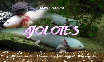 El ajolote, una especie milenaria en peligro