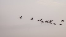 Día Mundial de las Aves Migratorias 2023: La Importancia del Agua para su Supervivencia