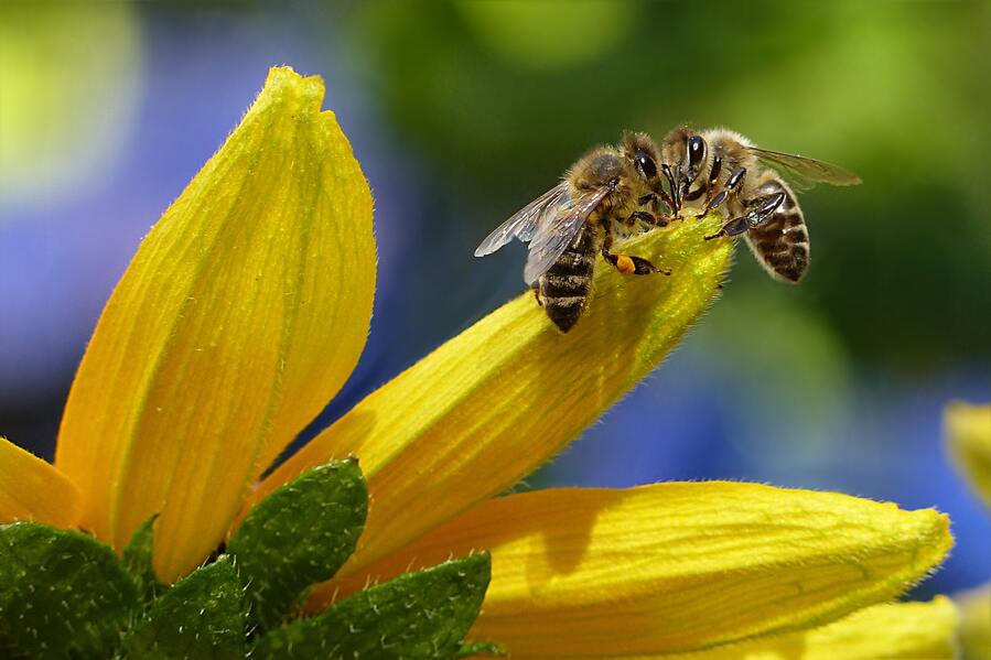 Día mundial de la abeja 