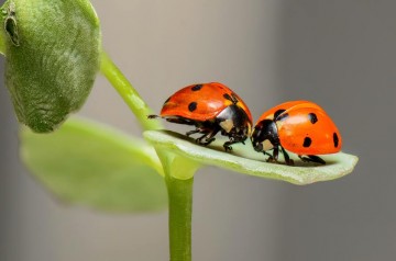 Impacto sobre el colapso global de los insectos