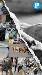 Rifle sanitario: medida controversial para lidiar con animales callejeros