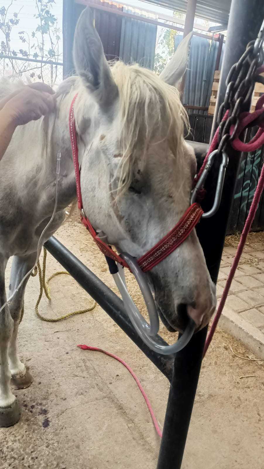 Yegua encontrada con signos de maltrato animal 