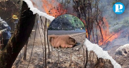 Terrible incendio provoca la muerte especies y consume 35 hectáreas en Huauchinango