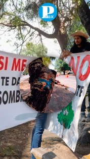 Ambientalistas convocan a frenar la tala de árboles por distribuidor Vial Amalucan