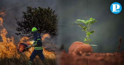 En Puebla reforestarán 6 mil 500 hectáreas tras incendios forestales: Medio Ambiente