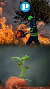 En Puebla reforestarán 6 mil 500 hectáreas tras incendios forestales: Medio Ambiente