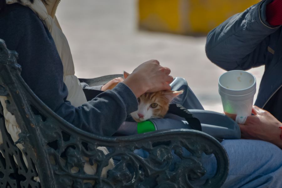 La esterilización será para perros y gatos. Foto: EsImagen
