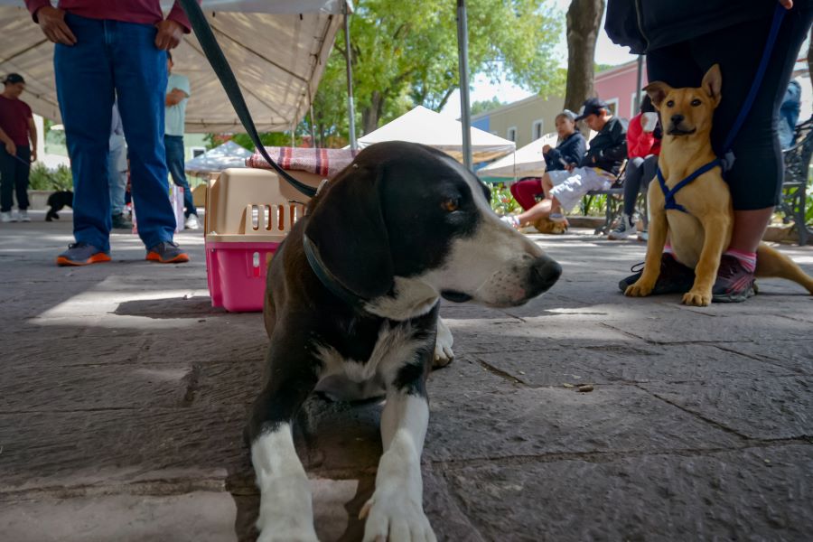 Las campañas de esterilización tendrán bajos costos en Puebla. Foto: EsImagen