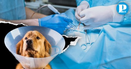 Campañas de esterilización para mascotas durante julio en Puebla