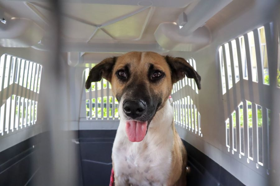  443 perros y gatos fueron dados en adopción. Foto: EsImagen