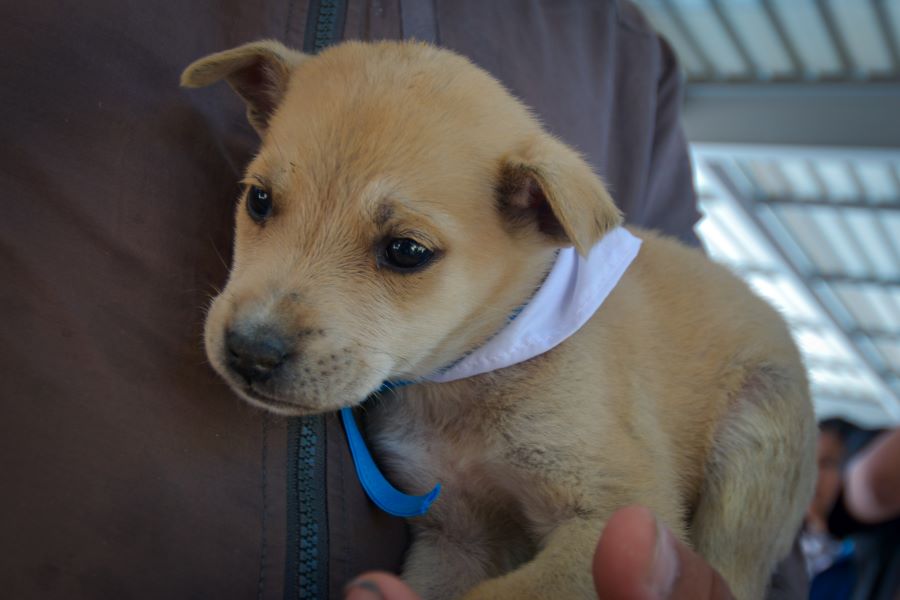 En 2023 se llevaron a cabo 117 campañas de esterilización en diversas colonias de Puebla. Foto:EsImagen