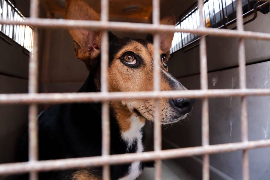 Gobierno municipal recolectó a 538 perritos que se encontraban abandonados durante todo el 2023. Foto:EsImagen