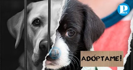 ¡El mejor acto de amor! Adoptan a 443 perritos rescatados en Puebla durante el 2023