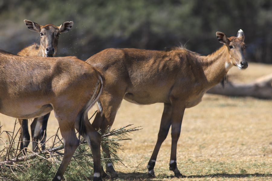 Africam Safari a rescatado a 300 animales del tráfico ilegal