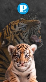 Día Internacional del Tigre: pese al aumento de su especie, sigue en peligro de extinción