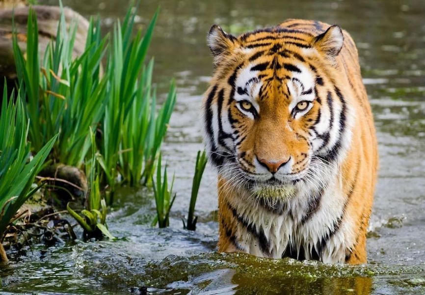 Día del Tigre. Foto: Pixnio CCO