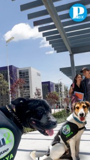 Nueve perritos rescatados resguardarán CU2 