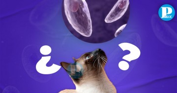 Toxoplasmosis en gatos 