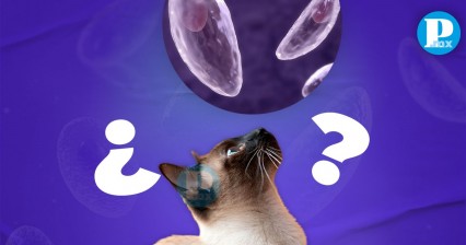 ¿Cuáles son los mitos de la toxoplasmosis en gatos?