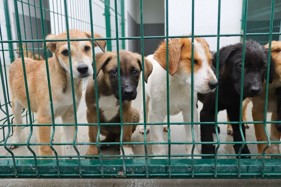 Adopción de perros en Puebla. Foto:EsImagen