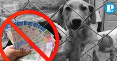 Armenta pide aprobar reforma que prohíbe venta de perros y gatos en Puebla