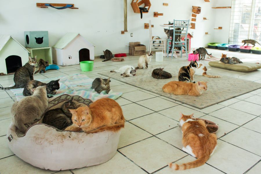 Adopción de gatos en Puebla. Foto:EsImagen