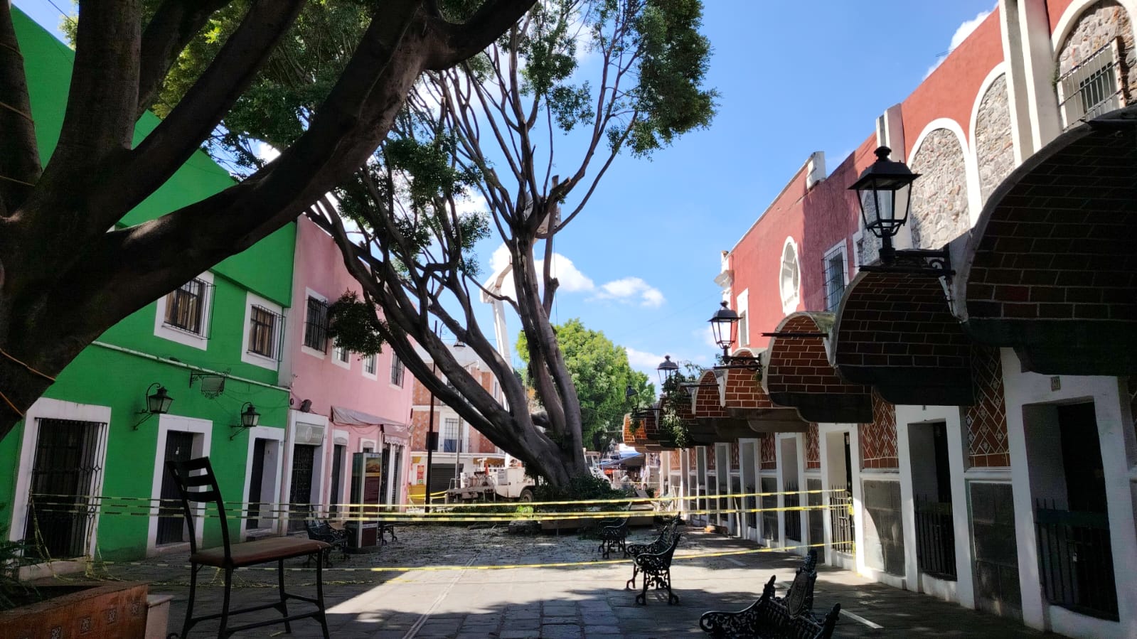 árbol que se retirará. Foto: Iván Juarez 