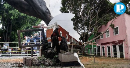 Revisan árboles en el Barrio del Artista tras caída de uno de los ejemplares