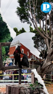 Revisan árboles en el Barrio del Artista tras caída de uno de los ejemplares