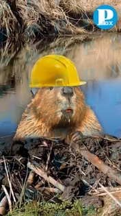 Castores construyen presa y superan proyecto de gobierno en República Checa