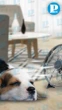 Cuidado con el calor; así puedes proteger a tus mascotas