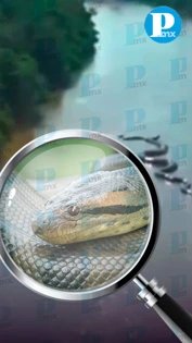 Captan en video a enorme anaconda en el río Amazonas