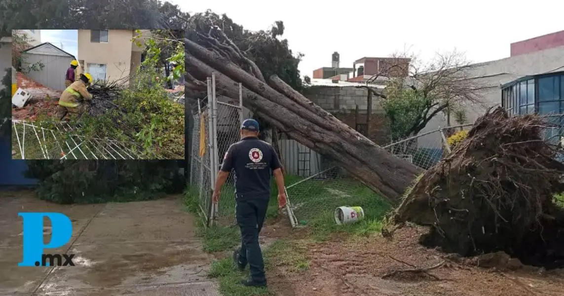 Lluvias y vientos causan caída de árboles en conjunto Arcoiris de San Pedro Cholula
