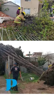 Lluvias y vientos causan caída de árboles en conjunto Arcoiris de San Pedro Cholula