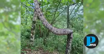 La boa constrictora es una serpiente tropical no venenosa