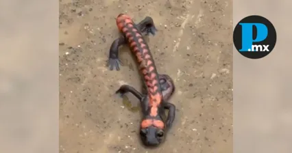 El anfibio fue visto en el panteón de San Pablo Zoquitlán