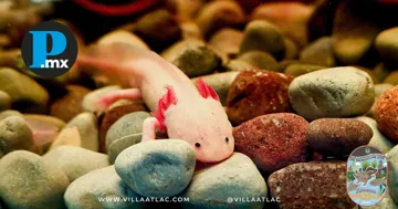 Jóvenes luchan contra la amenaza de desaparición del ajolote del altiplano Jóvenes luchan contra la amenaza de desaparición del ajolote del altiplano