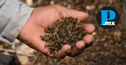 Plaguicidas provocan muerte masiva de abejas en 15 estados, incluido Puebla