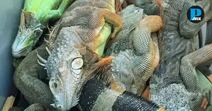Caen como piedras: fr&iacute;o extremo congela iguanas en Florida
