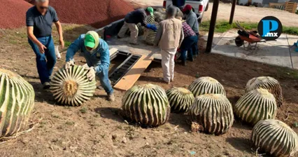 Biznagas burra aseguradas por Profepa en Hidalgo, trasladadas a un Parque Ecol&oacute;gico para su recuperaci&oacute;n.