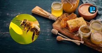 La miel, el prop&oacute;leo y la jalea real son esenciales en la alimentaci&oacute;n y la medicina tradicional.