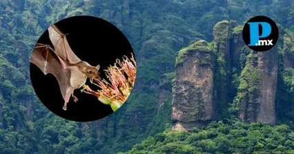 El santuario de fauna silvestre enfrenta el impacto del crecimiento inmobiliario en &aacute;reas de conservaci&oacute;n del Parque Nacional El Tepozteco.
