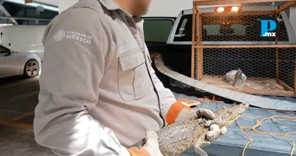 Ejemplares de fauna silvestre rescatados en Puebla fueron atendidos por la Profepa y canalizados a unidades de manejo para su cuidado.