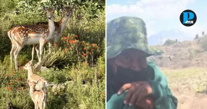 Reportan presunta caza furtiva de venados en San Nicol&aacute;s Buenos Aires